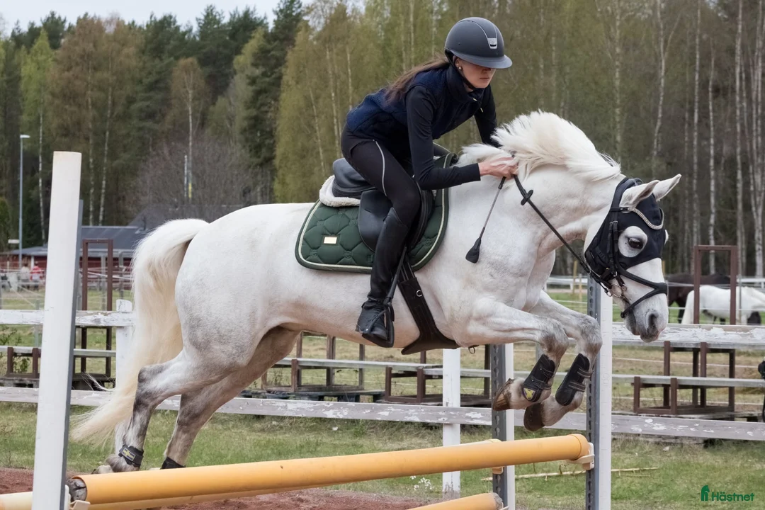 Hoppning hästar till salu: Trevlig ponny  i Skattungbyn - Annons 3