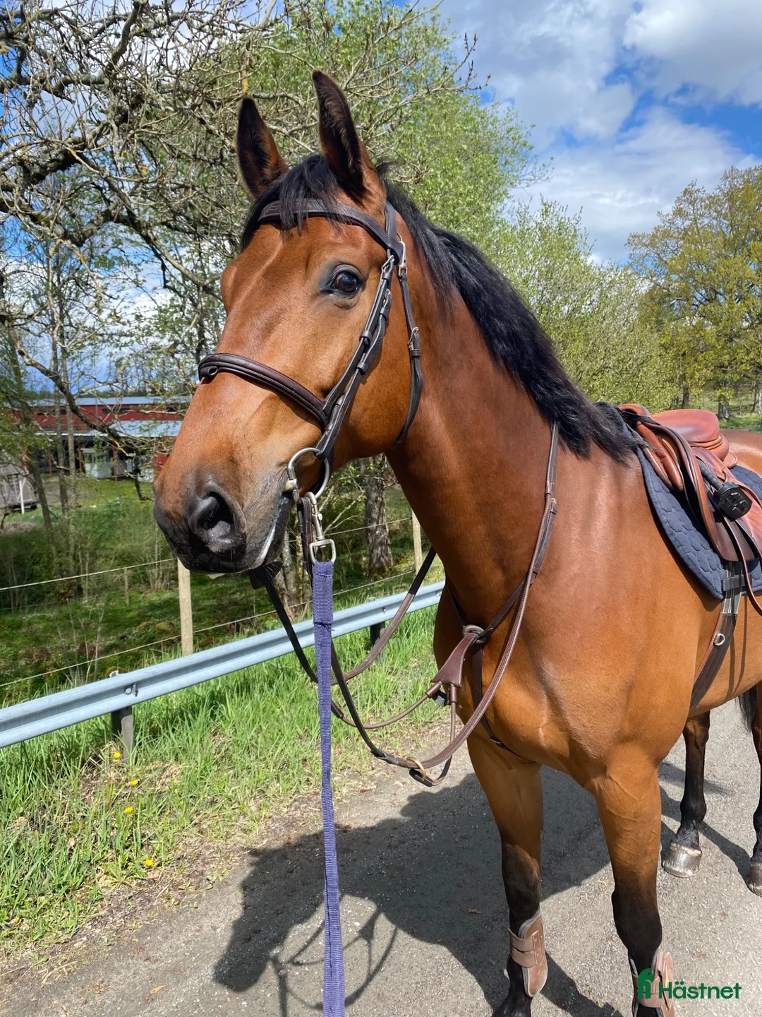 Hoppning hästar till salu: Hopphäst med med mycket kapacitet ⭐️ - Annons 2