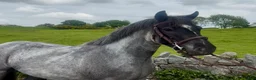 Allround hästar till salu: Stunning Irish Cob - Annons 1