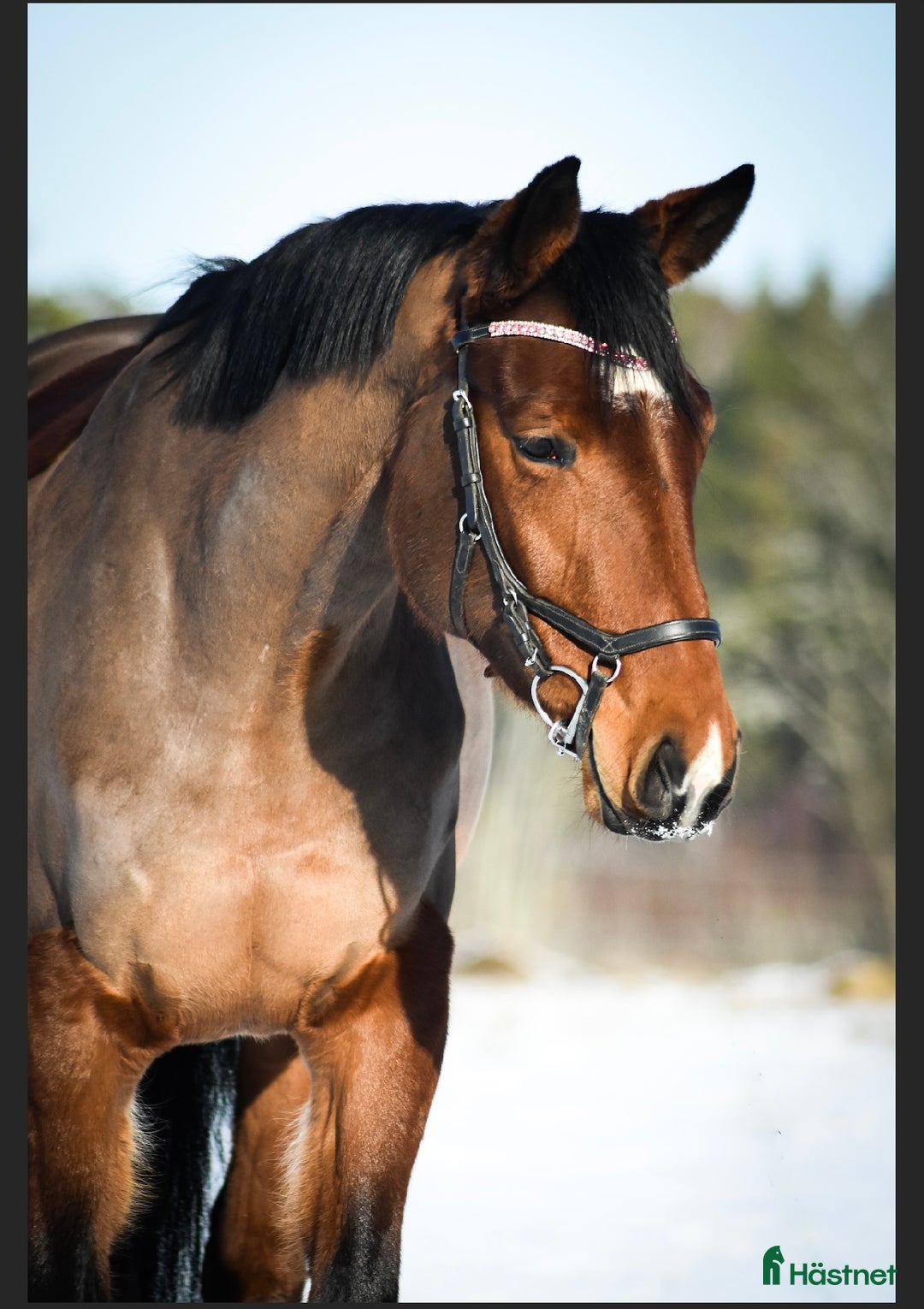 Allround hästar till salu: Super trevligt sto!  i Vimmerby - Annons 1