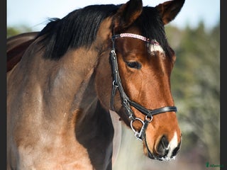 hästar Super trevligt sto! i Vimmerby - Annons 9