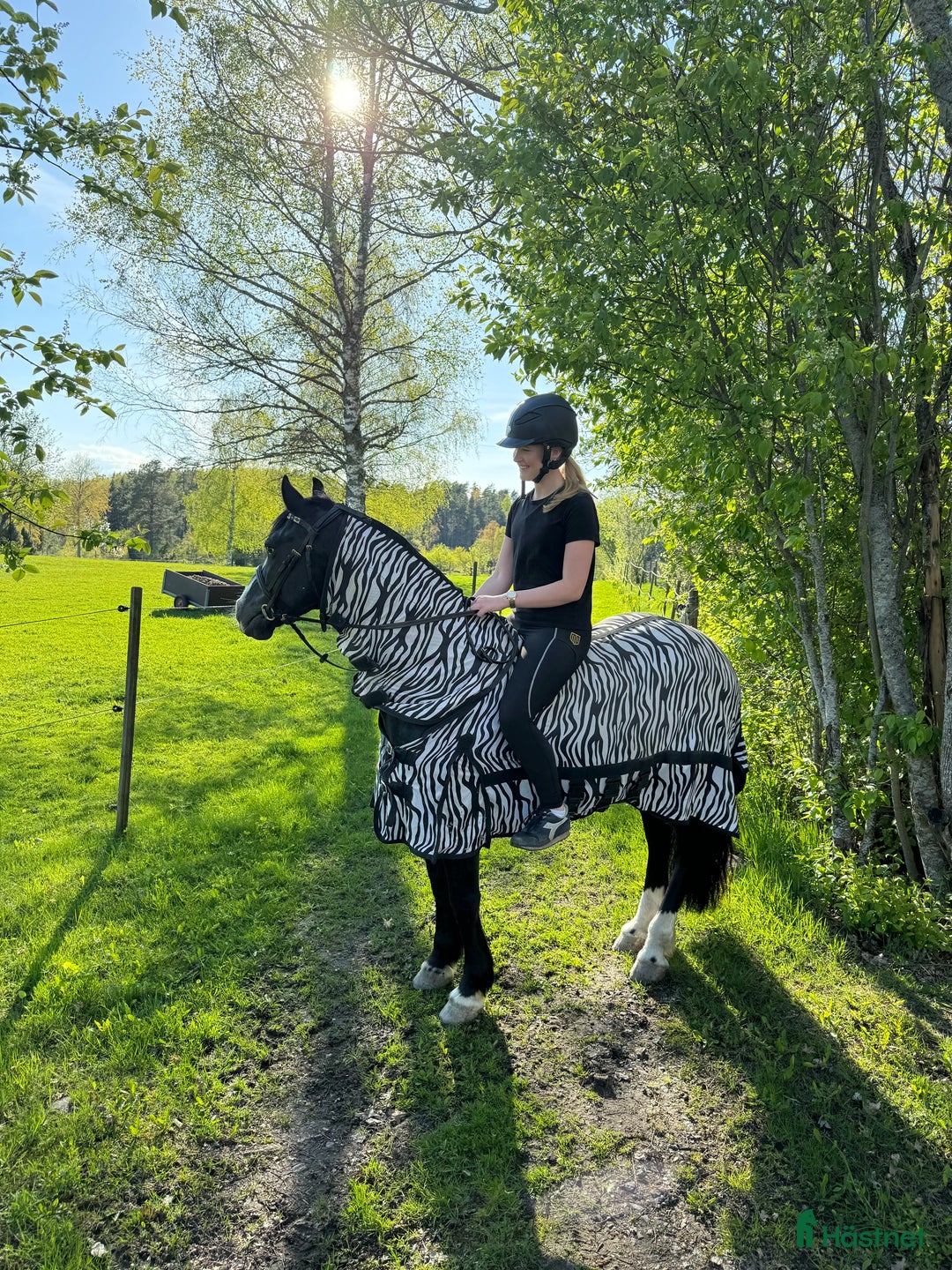 Dressyr hästar till salu: Drömponny med stor framtid i Rimbo - Annons 6