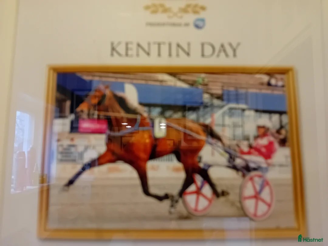 Avelshästar hästar till salu: Fint stammade aveln sto. Till salu.o i Stånga - Annons 1