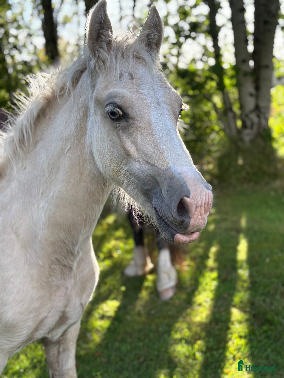 Allround hästar till salu: Söt som socker❤️ i Kalv - Annons 1