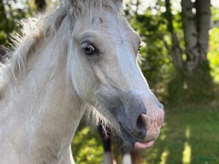 hästar Söt som socker❤️ i Kalv - Annons 20
