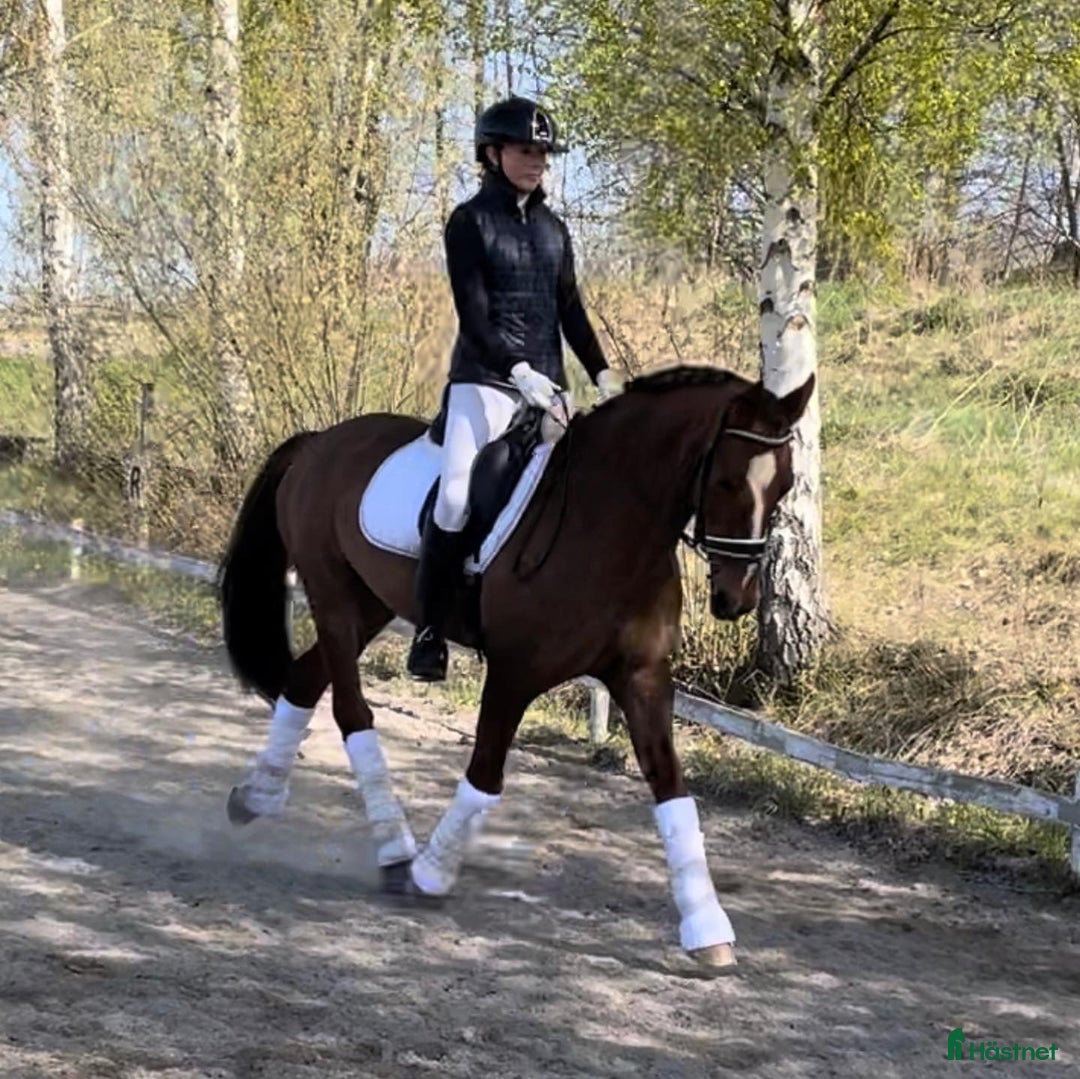 Allround hästar till salu: En på miljonen i Kumla - Annons 7