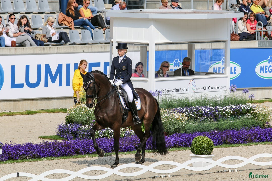  hästservice finnes: Plats för tränings- eller försäljningshäst - Annons 2