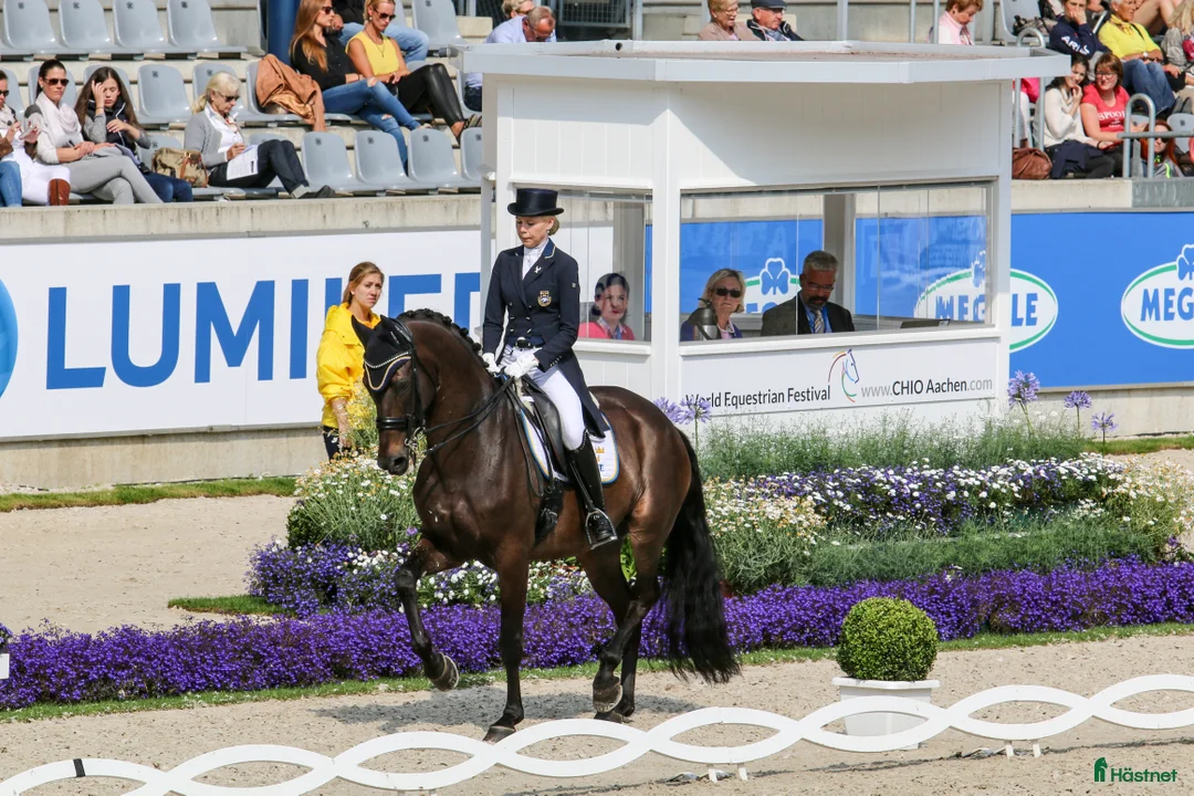  hästservice finnes: Plats för tränings- eller försäljningshäst - Annons 2