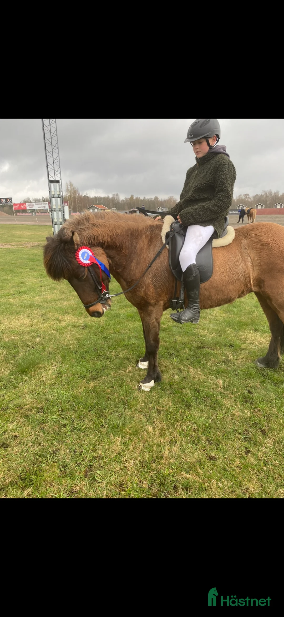 Island hästar till salu: 🌟Supertrygg och snäll islandshäst 🌟 - Annons 7