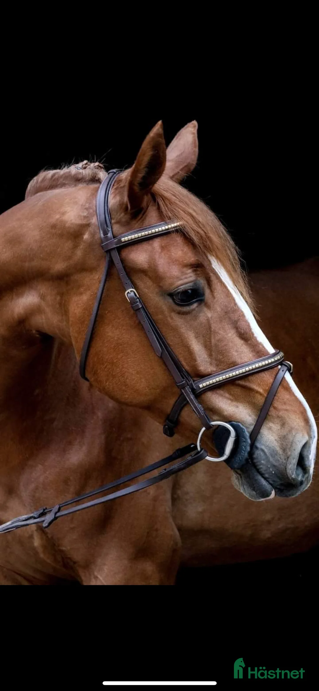 Hoppning hästar till salu: Vackert sto ✨ i Västerås - Annons 2