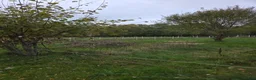  stallplats finnes: Lösdrift ledig  - Annons 12