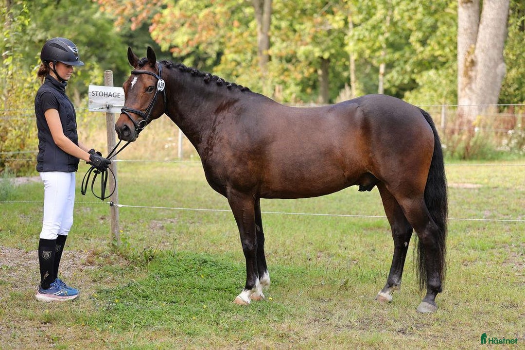Hoppning hästar till salu: Charmig 4-årig ridponny valack i Skara - Annons 4