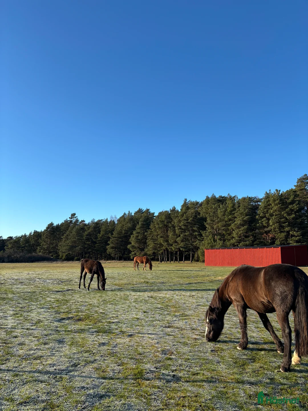  stallplats finnes: Lösdrift med fullservice för unghästar  i Bålsta - Annons 2