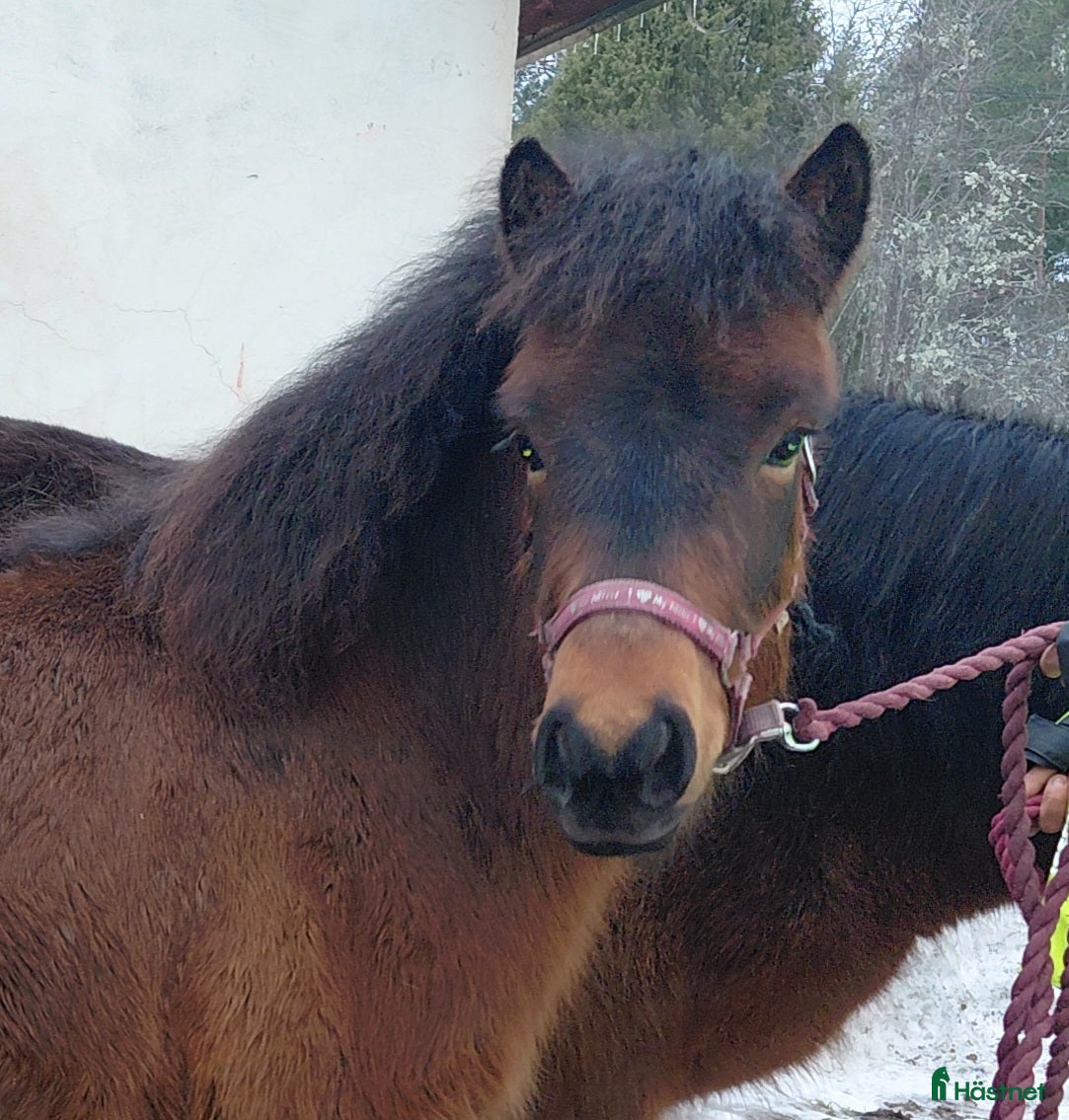  hästar Supertravstammad 1 åring - Annons 3