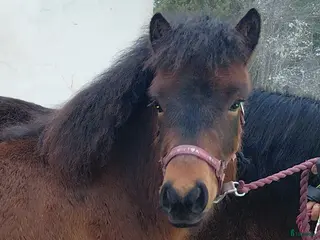 hästar Supertravstammad 1 åring - Annons 3