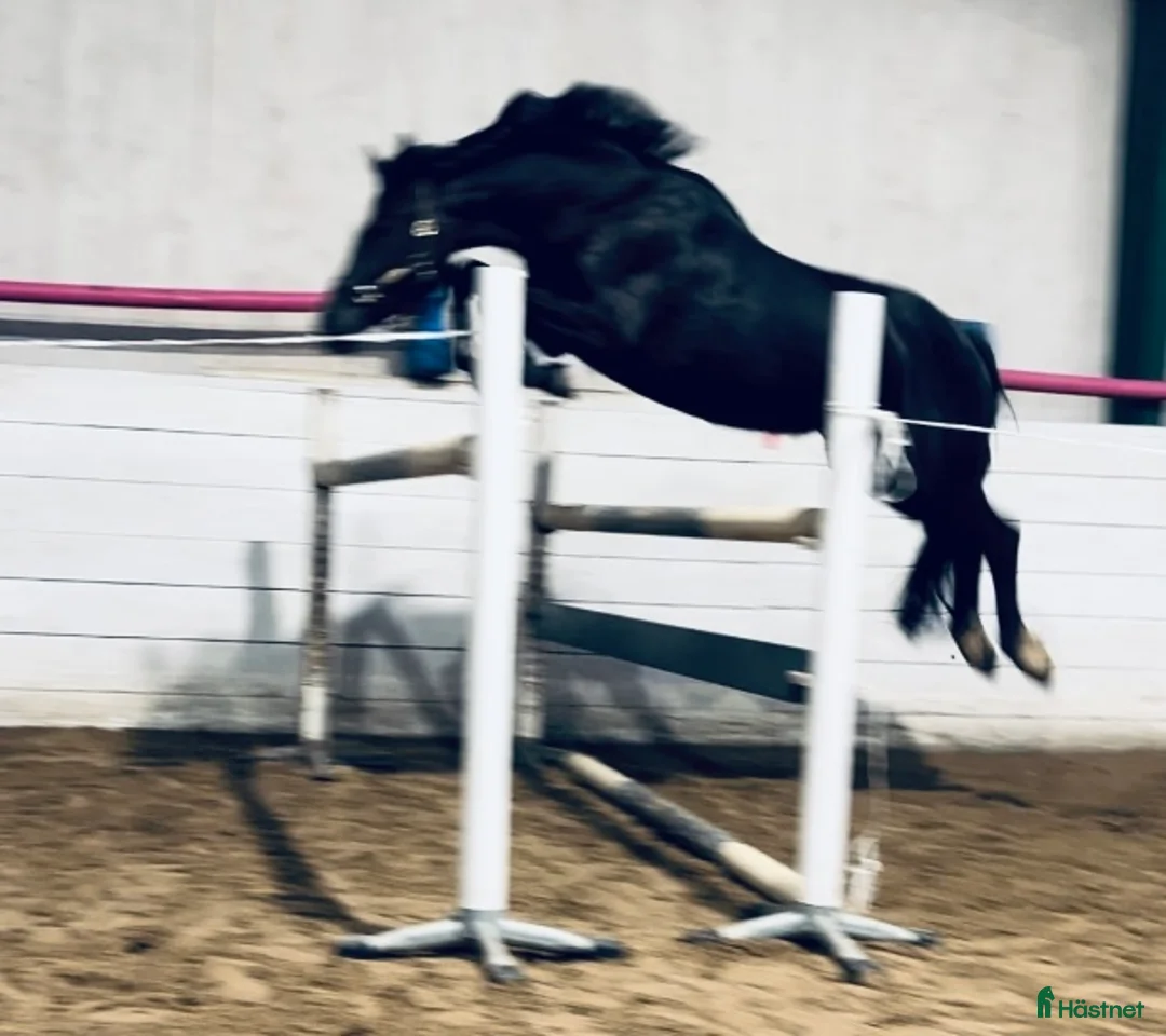 Allround hästar till salu: Trevligt sto f 21 e:Diero lux N - Annons 2