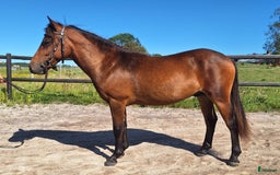 Trav hästar till salu: Travstammad åring i Lidköping - Annons 1