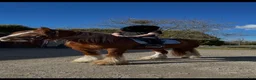 Working Equitation hästar till salu: Trygg cob kille - Annons 8