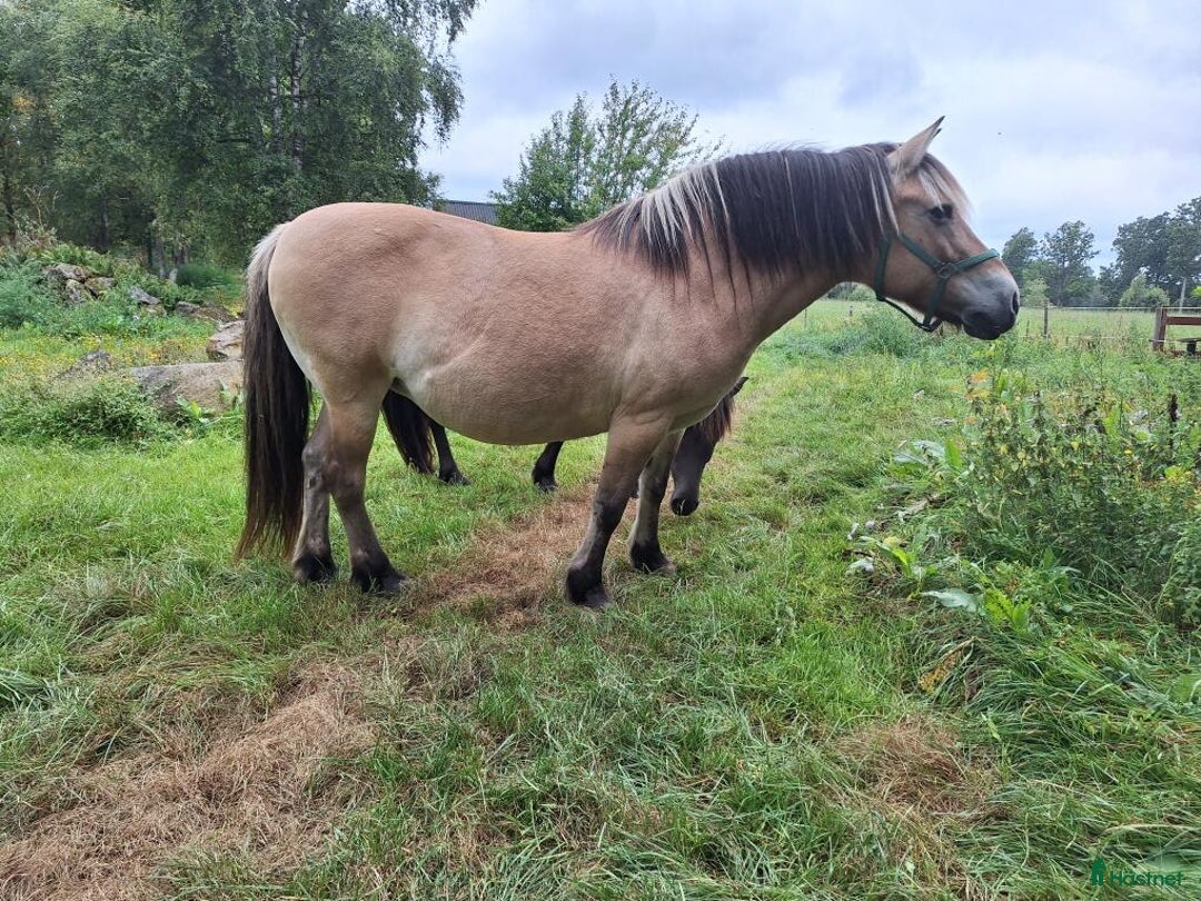 Allround hästar till salu: Nordsvensk/fjord  i Stockaryd - Annons 2