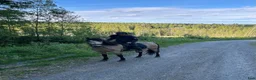 Dressyr hästar till salu: Spansk iberkorsning - Annons 2
