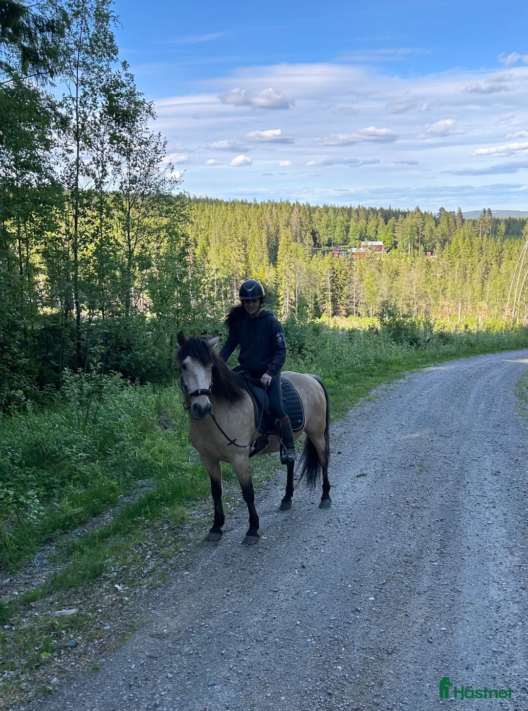 Dressyr hästar till salu: Spansk iberkorsning - Annons 2