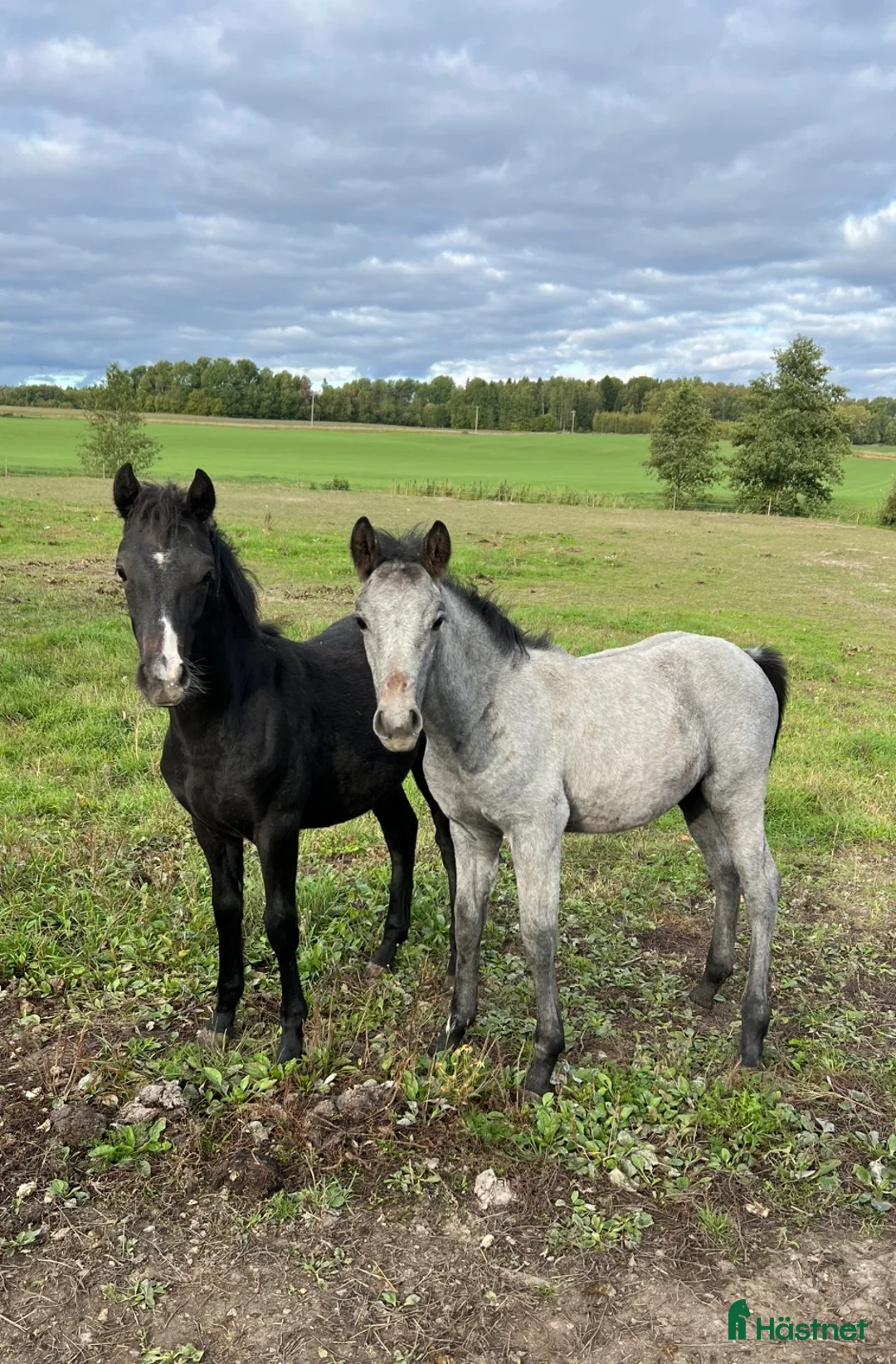 Allround hästar till salu: 2 fullstammade unghingstar söker nytt 🏠 - Annons 3