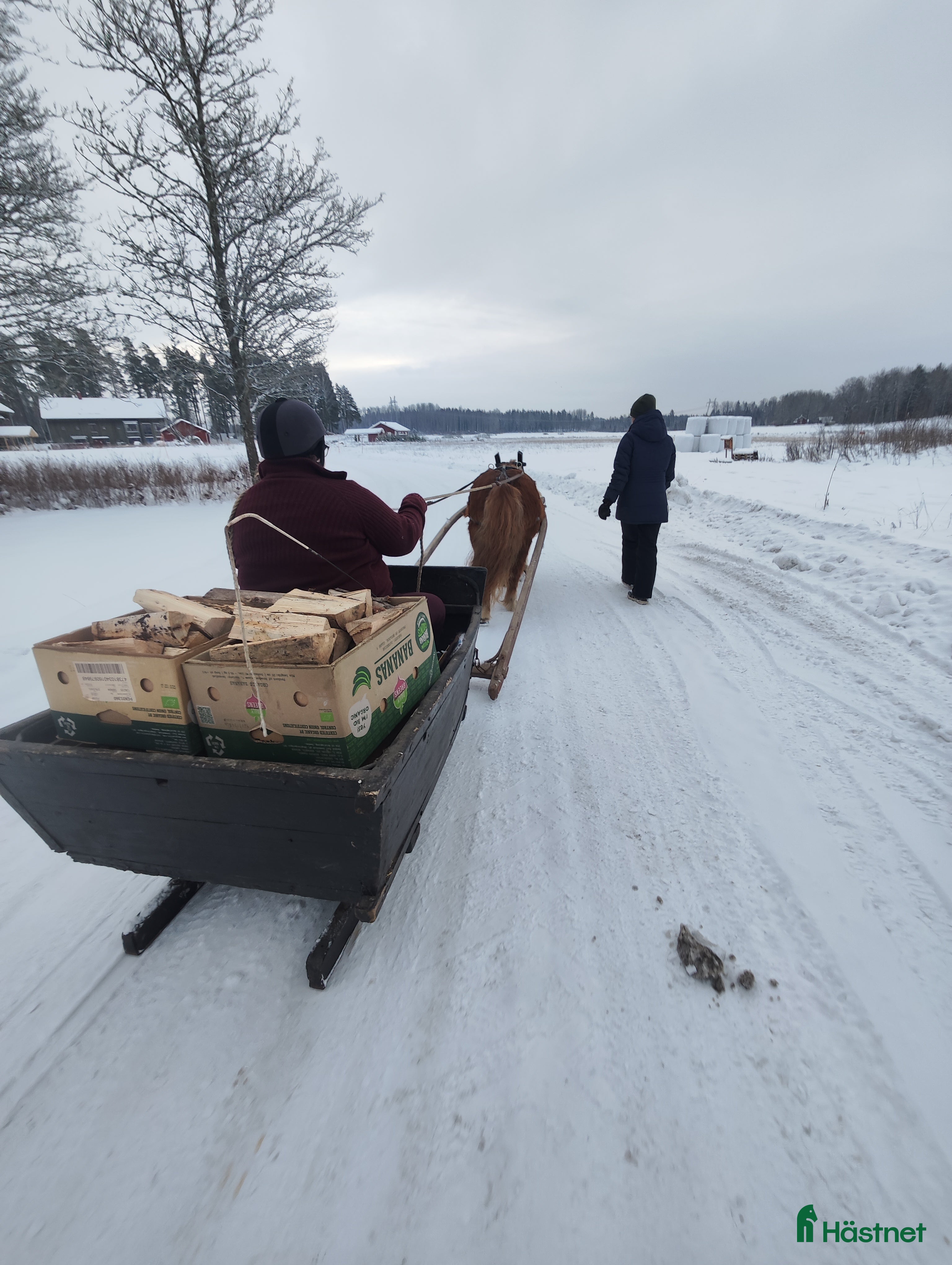  hästar Vi söker ny häst till vår verksamhet  i Nora - Annons 7
