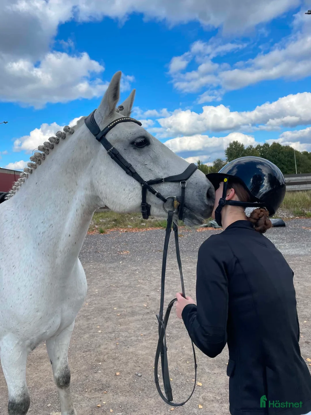 Allround hästar till salu: Donatello 🌸 - Annons 1