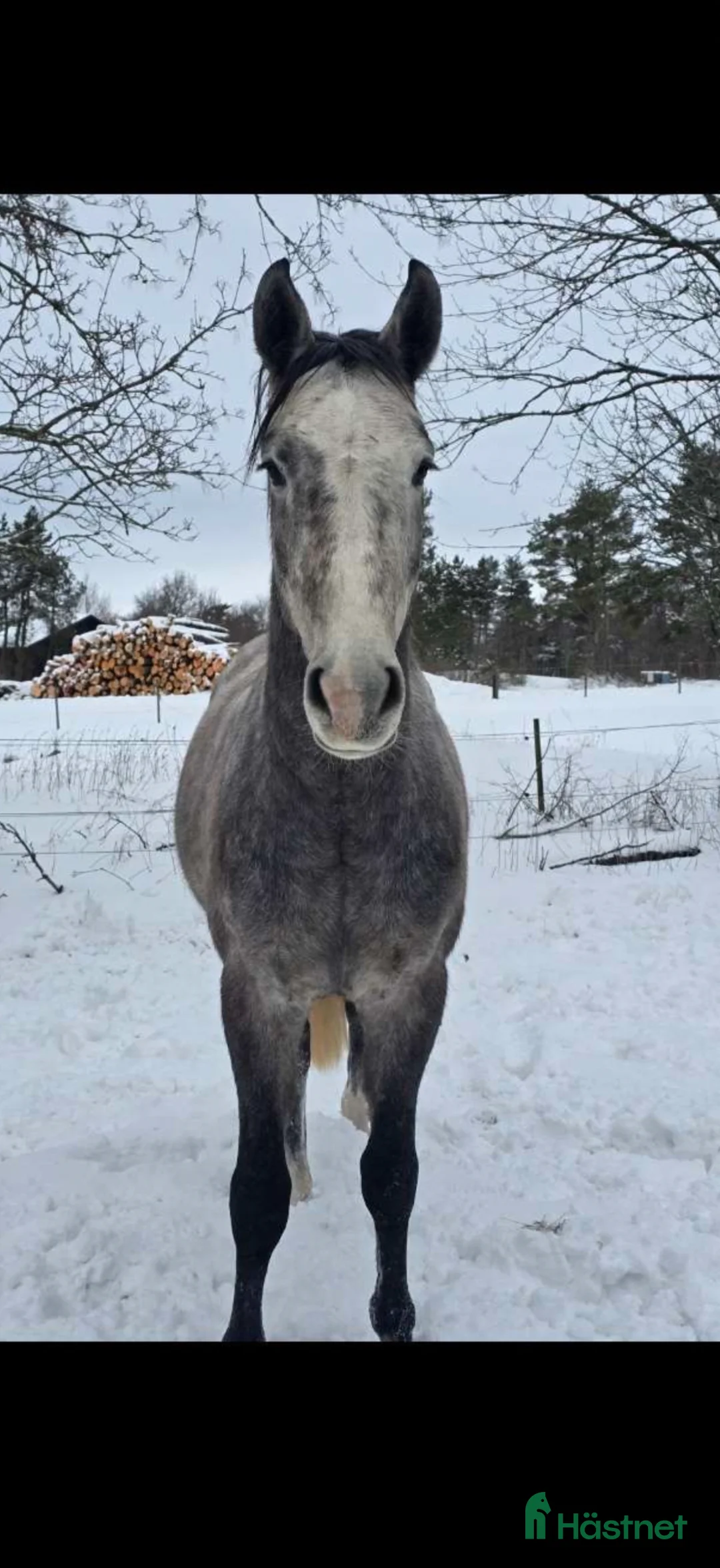 Hoppning hästar till salu: Lovande 3-åring - Annons 2