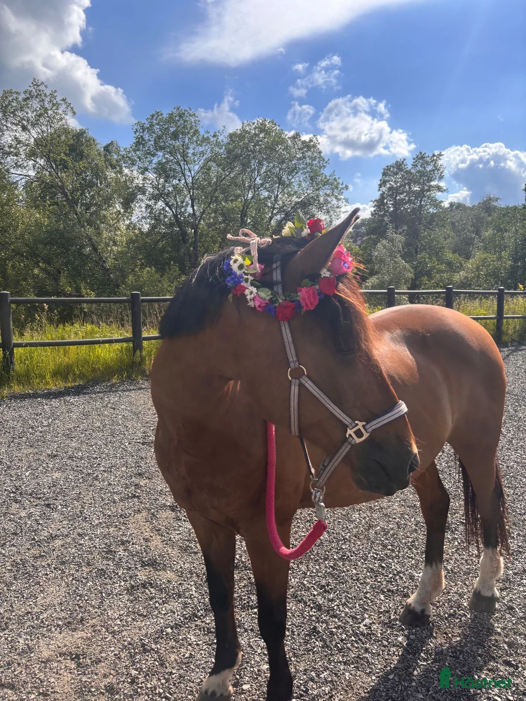 Allround hästar till salu: Ponny med stort hjärta❤️ - Annons 2