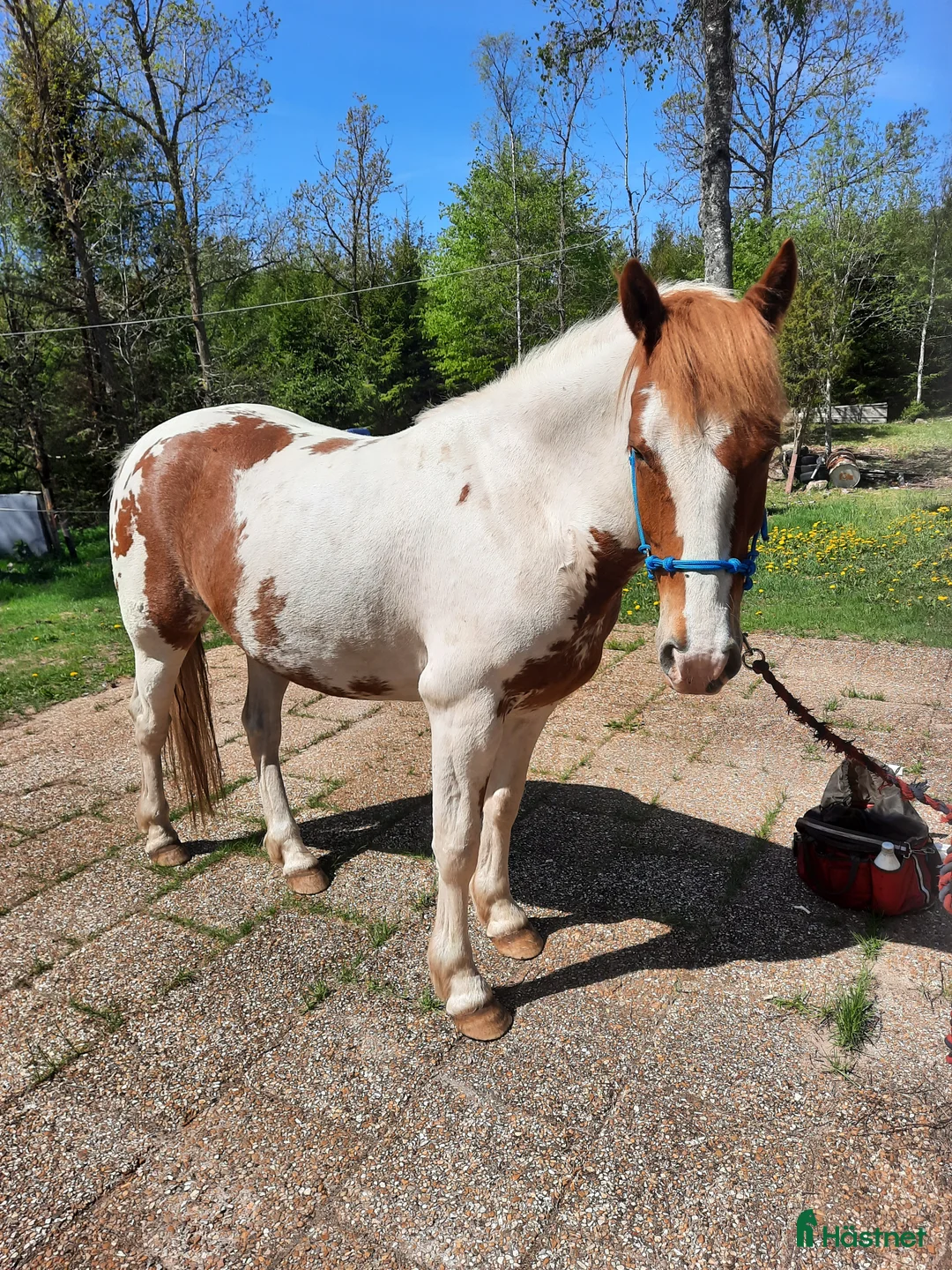 Allround hästar till salu: Positiv valack - Annons 8