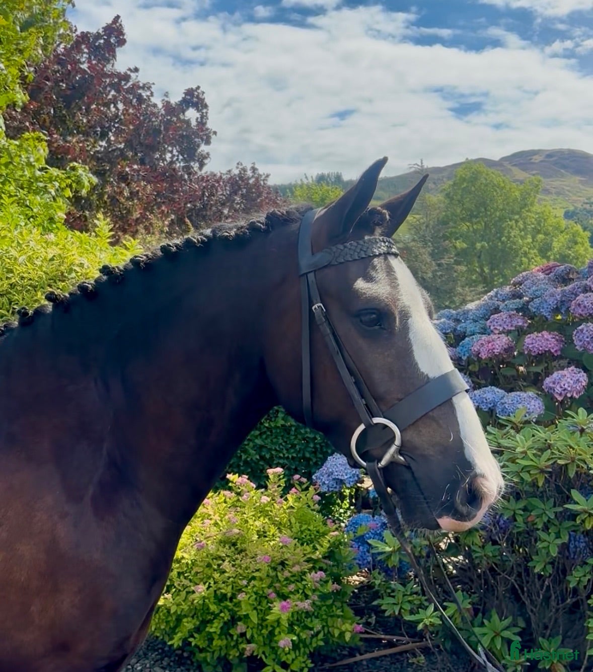  hästar Very Smart Irish Cob - Annons 1