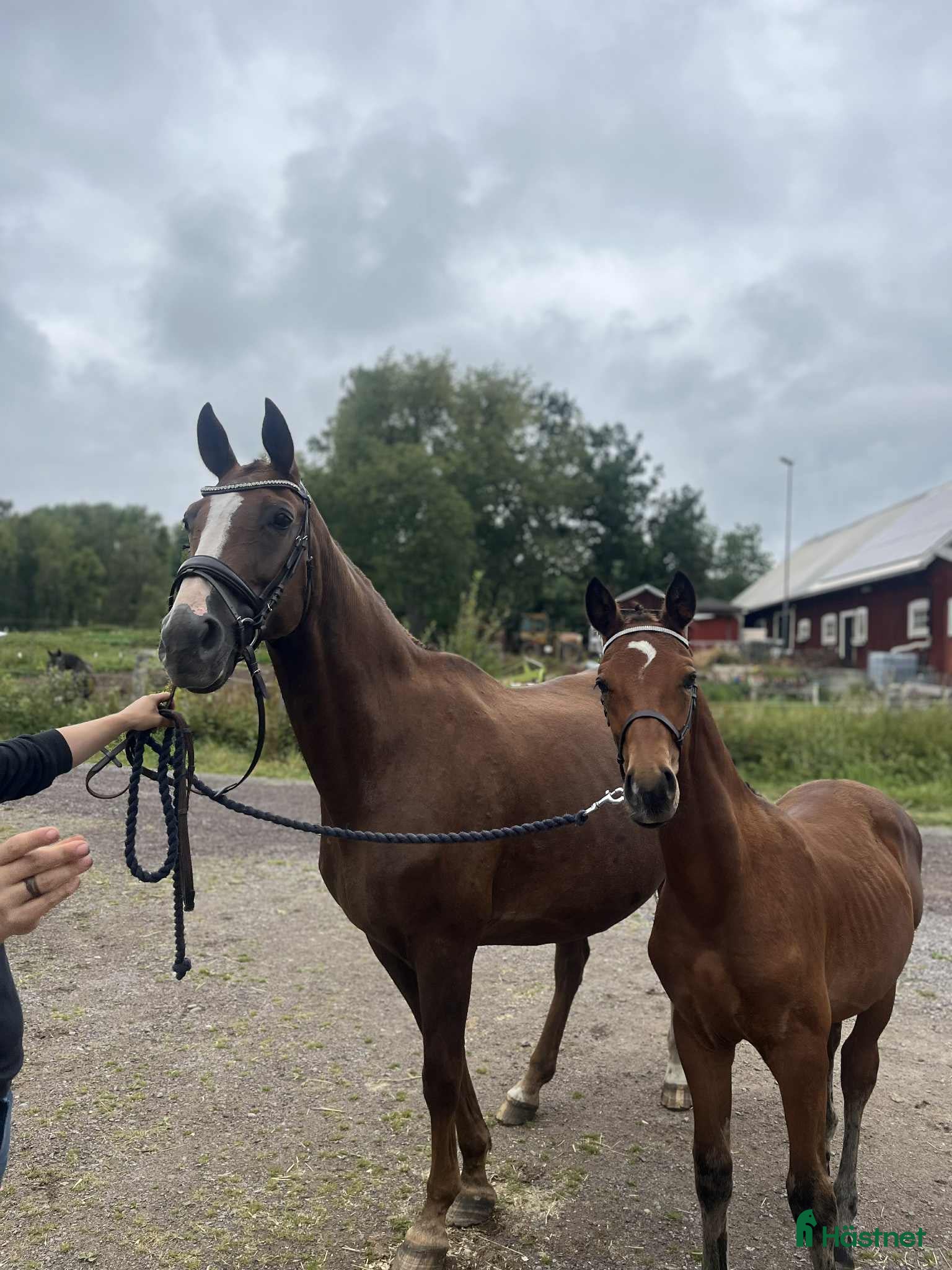  hästar Avelssto/sällskapshäst   - Annons 7