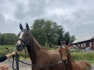 hästar Avelssto/sällskapshäst - Annons 8