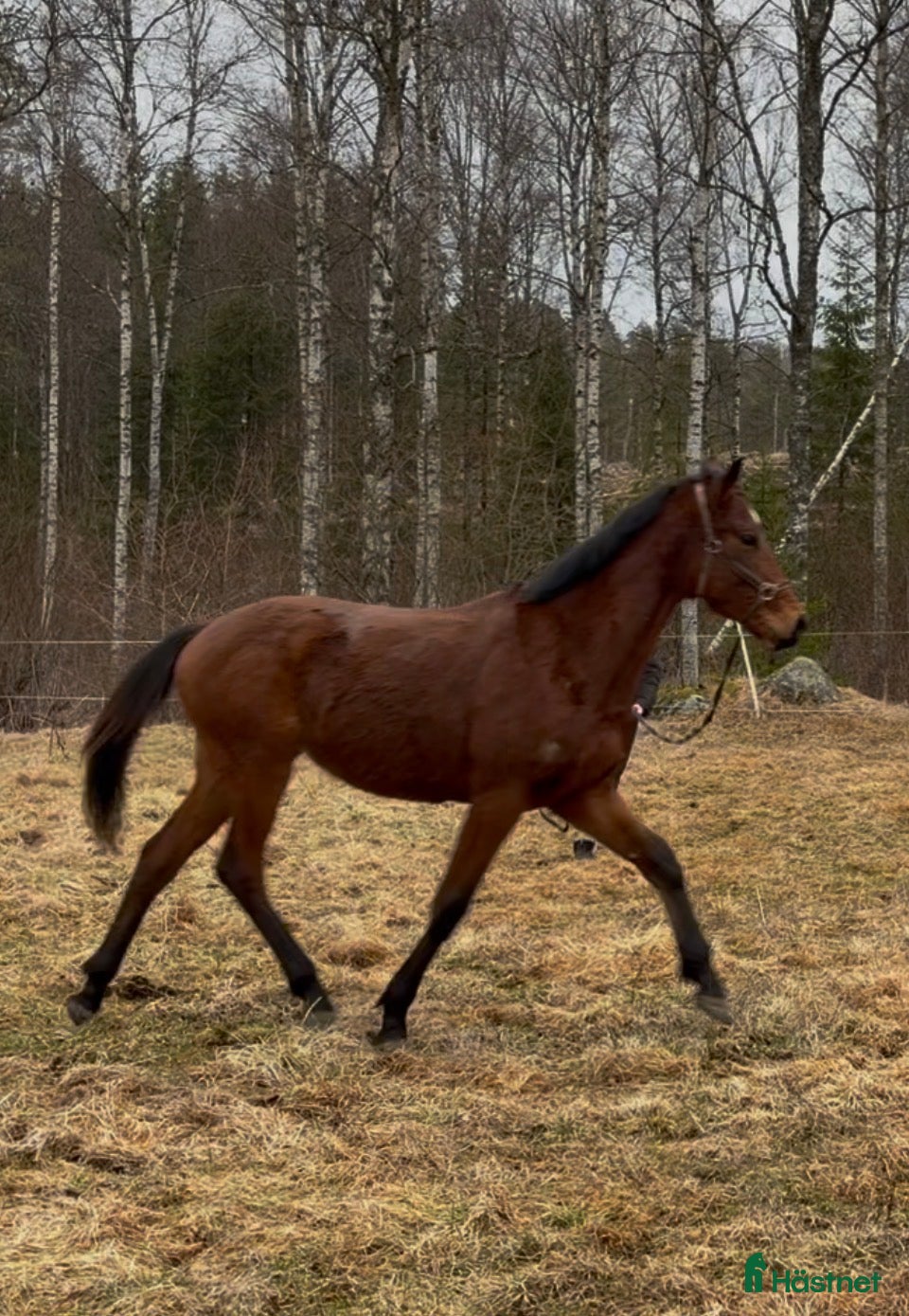  hästar Häst utöver det vanliga  - Annons 7