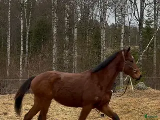 hästar Häst utöver det vanliga - Annons 7