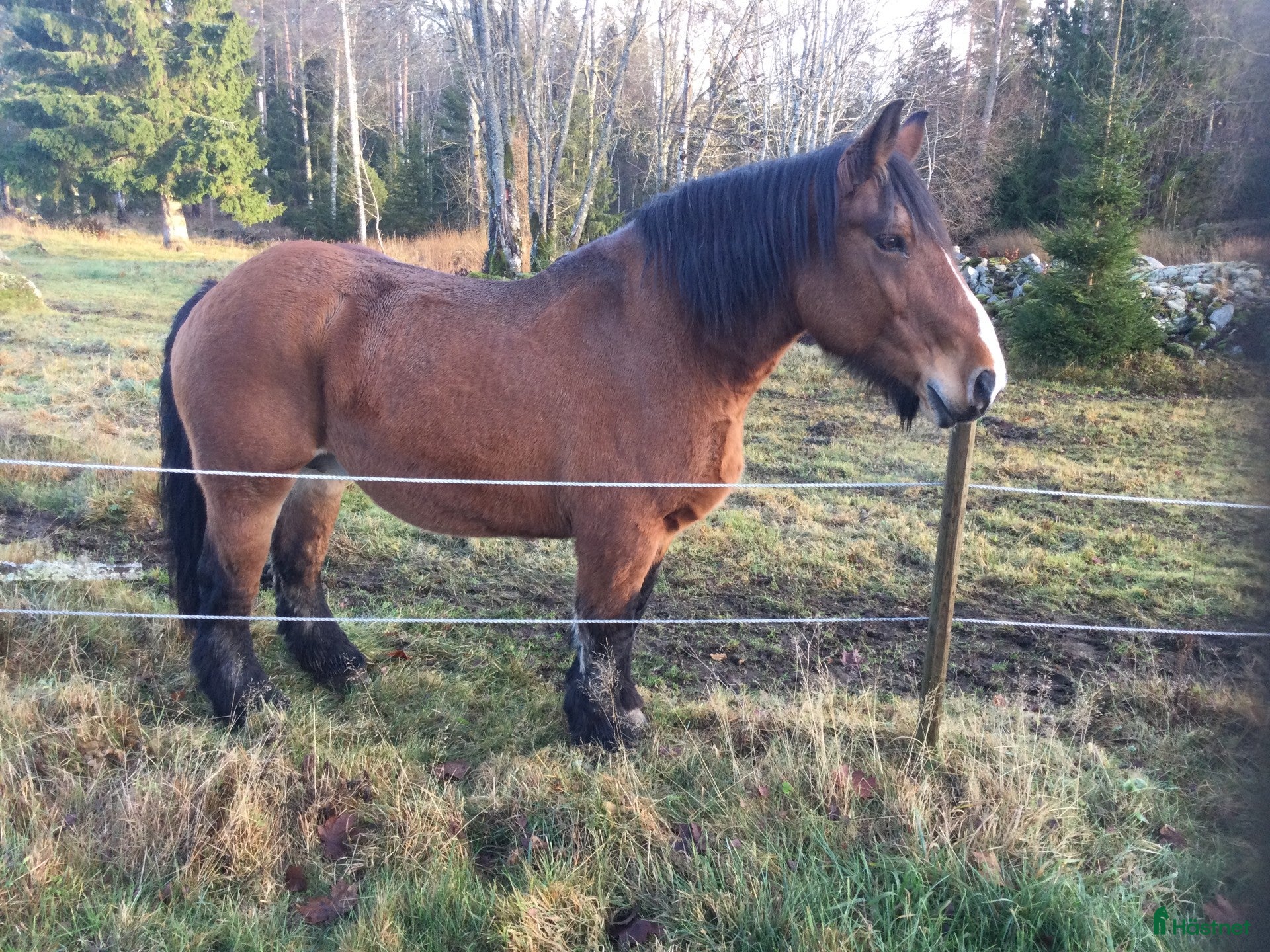  hästar Stina till sällskap i Korsberga - Annons 7