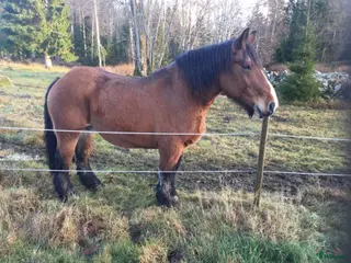 hästar Stina till sällskap i Korsberga - Annons 7