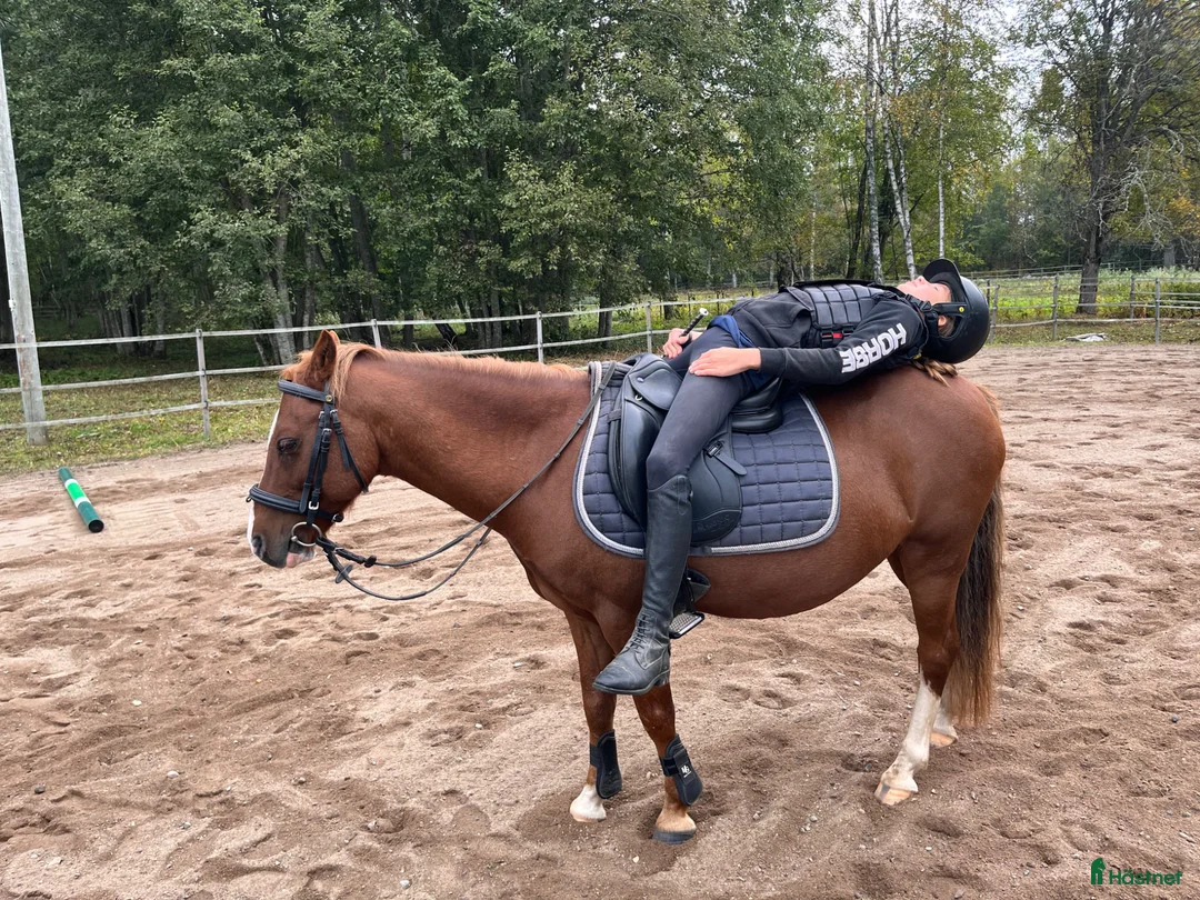 Allround hästar till salu: Fina Valentino❤️ - Annons 6