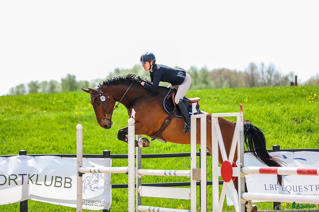 Hoppning hästar till salu: Hopphäst  i Landvetter - Annons 1