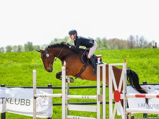 Hoppning hästar till salu: Hopphäst i Landvetter - Annons 1