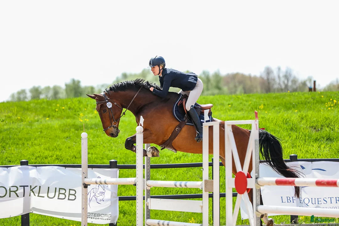 Hoppning hästar till salu: Hopphäst  i Landvetter - Annons 1