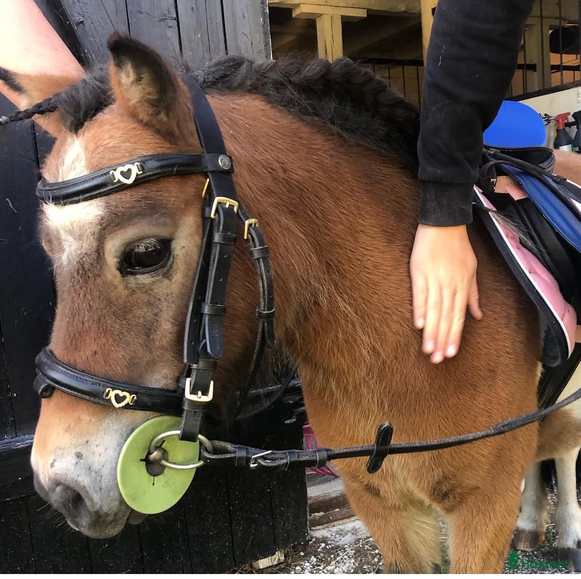  hästar Shettispar säljes ihop för priset av en!  - Annons 5