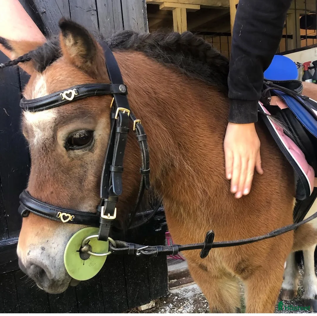 Allround hästar till salu: Shettispar säljes ihop för priset av en!  - Annons 1