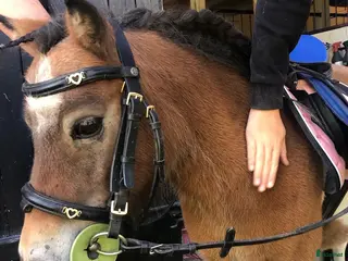 hästar Shettispar säljes ihop för priset av en! - Annons 1