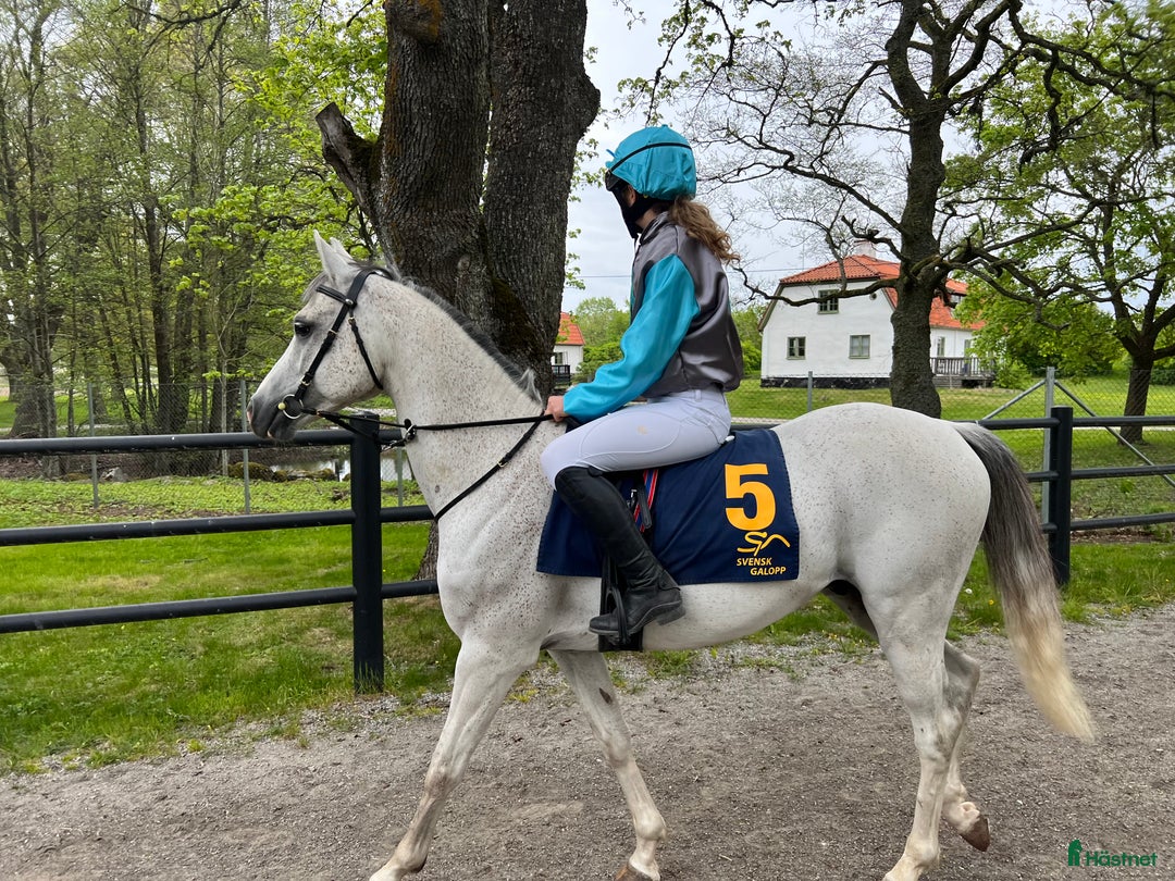 Allround hästar till salu: Mångsidig C-ponny i Älvkarleby - Annons 2