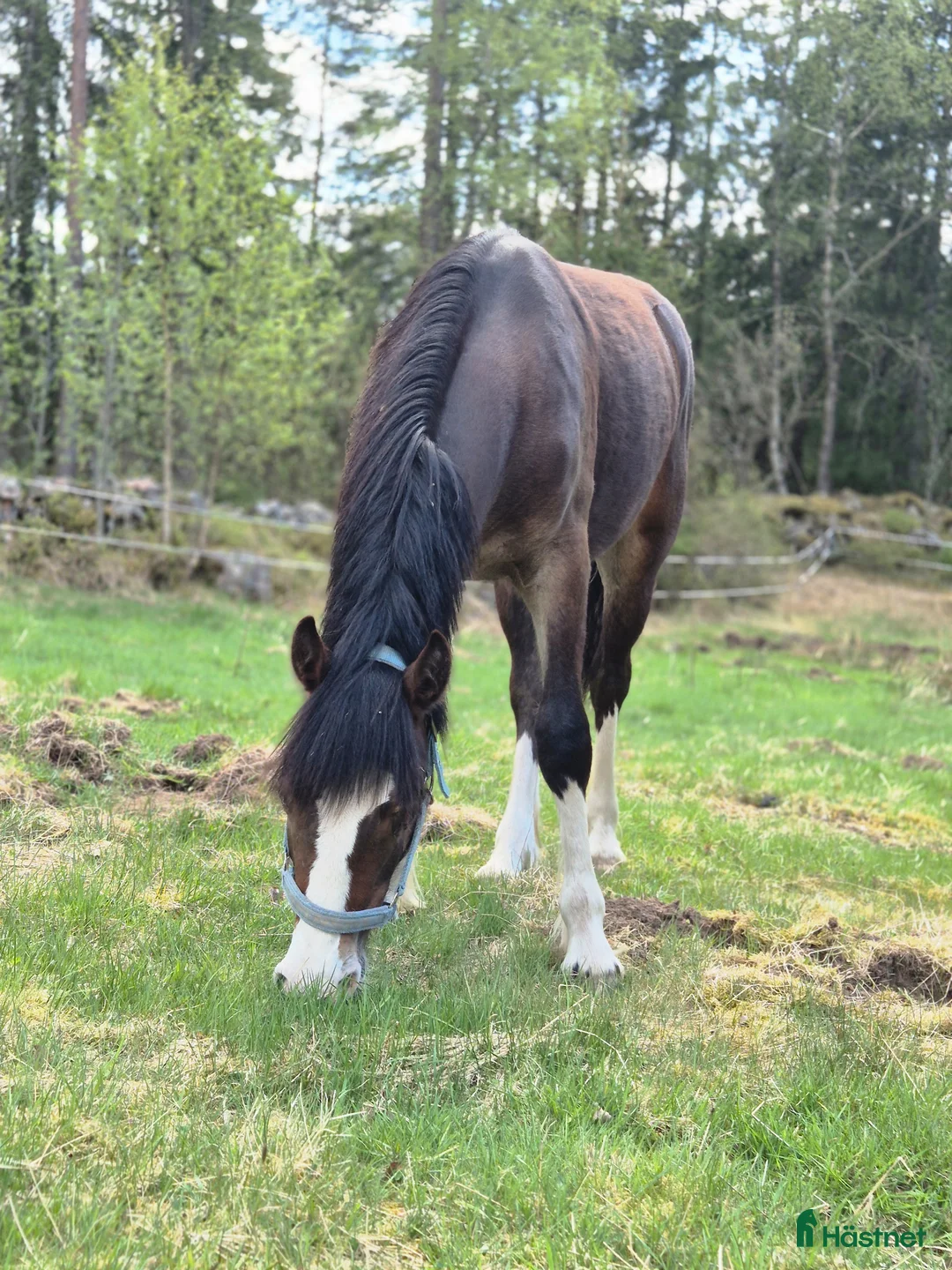 Allround hästar till salu: Welsh cob att forma för framtiden - Annons 1