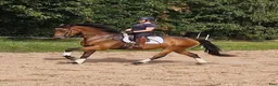 Dressyr hästar till salu: Talangfull Dressyr valack - Annons 3