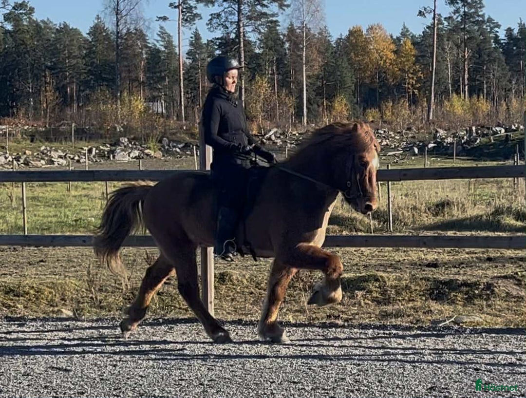 Island hästar till salu: Flott och femgångs valack, kurser/tävling/ridhäst i Gimo - Annons 1