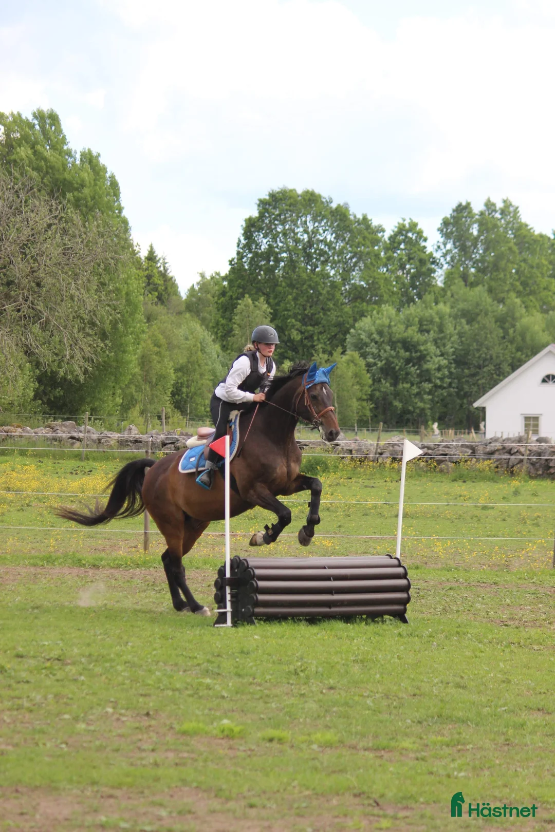 Allround hästar sökes: Söker trygg, stabil, läromästare - Annons 10